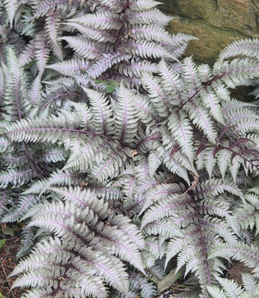 Athyrium 'Burgundy Lace'®